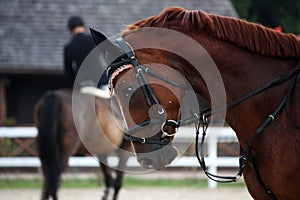 Portrait of sport brown horse in tack