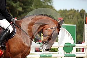 Portrait of sport brown horse in tack