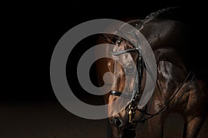 Portrait of a sport dressage horse