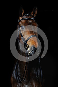 Portrait of the sport horse