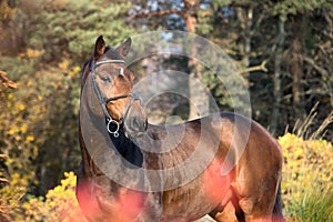 Portrait of sportive warmblood horse at pine trees background. a