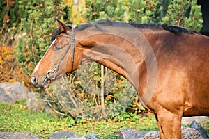 Portrait sportive warmblood horse posing against stable