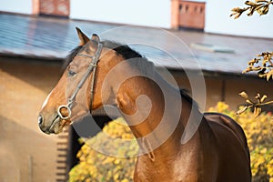 Portrait sportive warmblood horse posing near stable