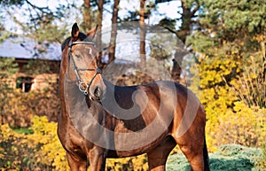 Portrait sportive warmblood horse posing in nice place