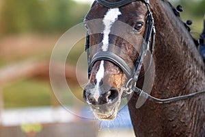 Portrait of a sports brown horse with a bridle
