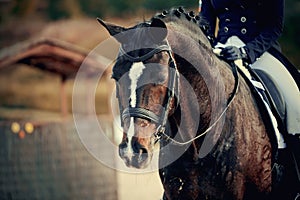 Portrait of a sports brown horse with a white groove on the muzzle in the bridle