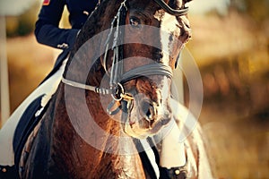 Portrait of a sports brown horse with a white groove on the muzzle in the bridle