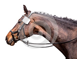 Portrait of a sports horse on a white background