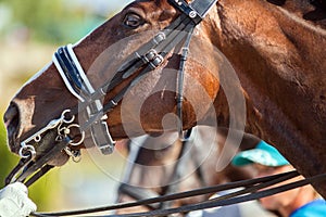 Portrait of a sports red horse with a bridle