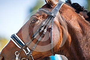 Portrait of a sports red horse with a bridle