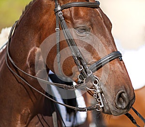 Portrait of a sports red horse with a bridle