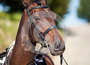 Portrait of a sports red horse with a bridle