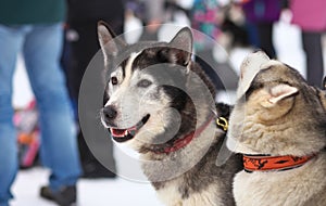 Portrait of sports Sled Husky dog. Working mushing dogs of the North