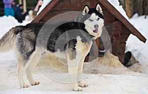 Portrait of sports Sled Husky dog. Working mushing dogs of the North