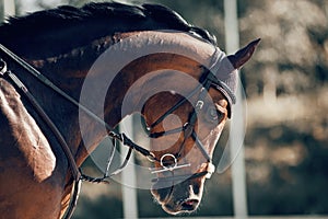 Portrait sports stallion in the bridle. Equestrian sport