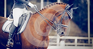 Portrait sports stallion in the bridle. Equestrian sport