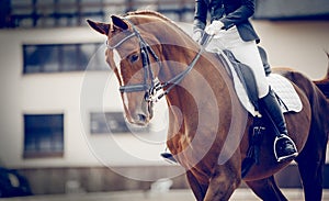 Portrait sports stallion in the bridle. Equestrian sport
