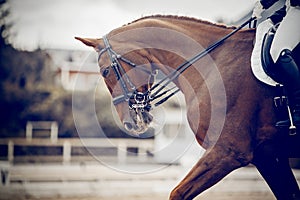 Portrait sports stallion in the bridle. Equestrian sport