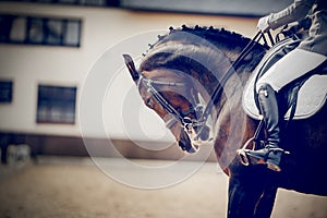 Portrait sports stallion in the bridle. Equestrian sport