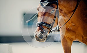 Portrait sports stallion in the bridle. Equestrian sport