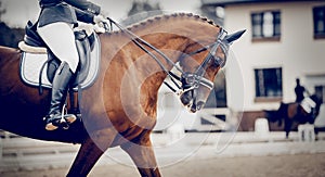 Portrait sports stallion in the bridle. Equestrian sport