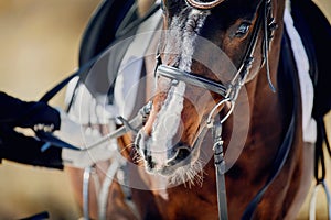 Portrait sports stallion in the bridle. The nose of a bay horse with a white groove on the muzzle. Dressage horse