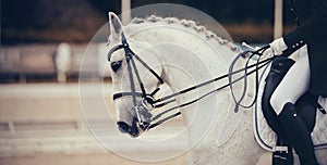 Portrait sports stallion in the double bridle. Dressage horse