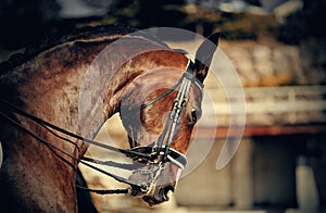 Portrait sports stallion in the double bridle. Dressage horse