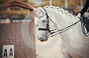Portrait sports stallion in the double bridle.Dressage of horses in the arena