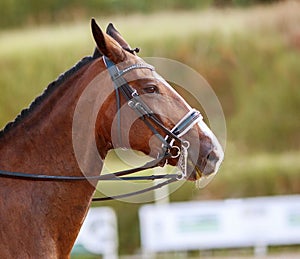 Portrait of a sporty bay red horse with a bridle