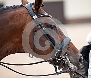 Portrait of a sporty bay red horse with a bridle