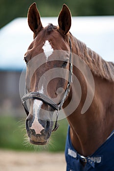 Portrait of a sporty bay red horse with a bridle