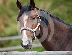 Portrait of a sporty bay red horse with a bridle
