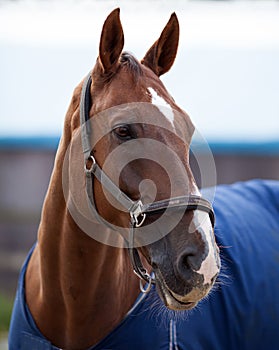 Portrait of a sporty bay red horse with a bridle