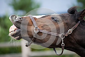 Portrait of a sporty bay red horse with a bridle