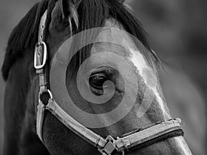 Portrait of a sporty bay red horse with a bridle