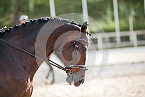 Portrait of a sporty bay red horse with a bridle