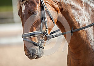 Portrait of a sporty bay red horse with a bridle