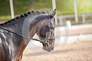 Portrait of a sporty bay red horse with a bridle