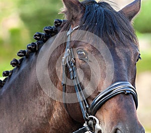 Portrait of a sporty bay red horse with a bridle