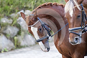 Portrait of a sporty bay red horse with a bridle