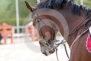 Portrait of a sporty bay red horse with a bridle