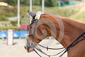 Portrait of a sporty bay red horse with a bridle