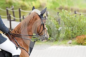 Portrait of a sporty bay red horse with a bridle