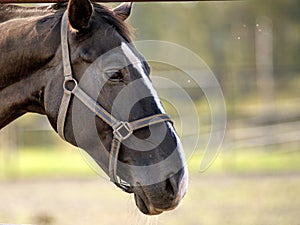 Portrait of a sporty bay red horse with a bridle