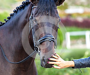 Portrait of a sporty bay red horse with a bridle and female hand