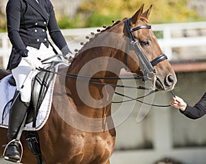 Portrait of a sporty bay red horse with a bridle and female hand