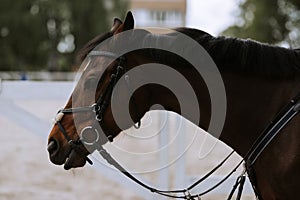 Portrait of a sporty brown saddled horse in a bridle. Equestrian sport