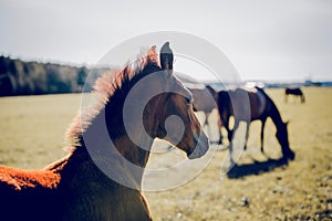 Portrait of a sporty foal. Curious foal grazing in the field in the herd