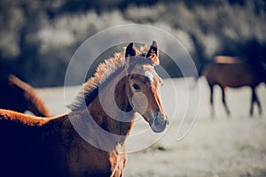 Portrait of a sporty foal. Curious foal grazing in the field in the herd